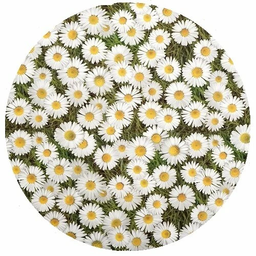 Rond Tafelzeil Madeliefjes (140cm) 1 Rond Tafelzeil Madeliefjes (140cm)