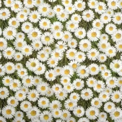 Ovaal Tafelzeil Madeliefjes