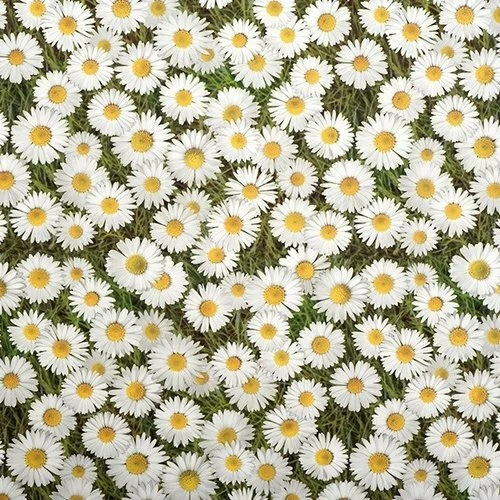 Ovaal Tafelzeil Madeliefjes 1 Ovaal Tafelzeil Madeliefjes