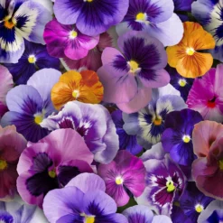 Groot Rond Tafelzeil Viooltjes (160cm) -Hiptafelzeil Winkel 1949261133