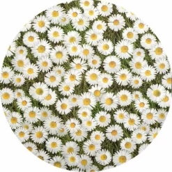 Groot Rond Tafelzeil Madeliefje (160cm)