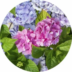 Rond Tafelzeil Hortensia Foto Print (140cm)