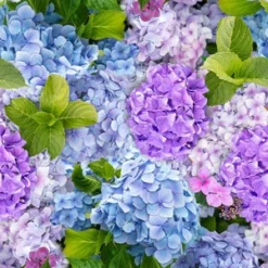 Groot Rond Tafelzeil Hortensia (160cm) -Hiptafelzeil Winkel 1978205487